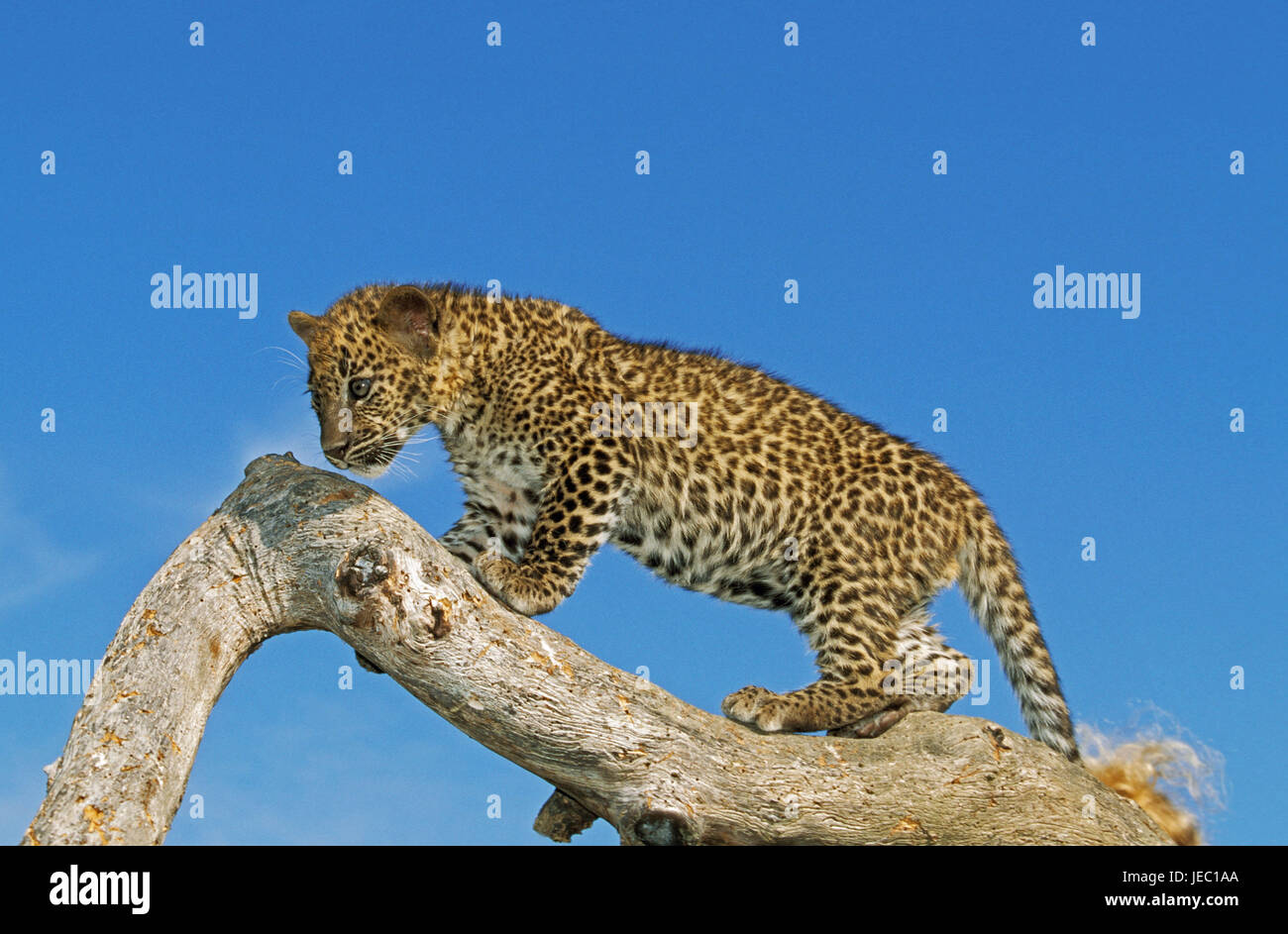 Three leopards, Panthera pardus, Stock Photo