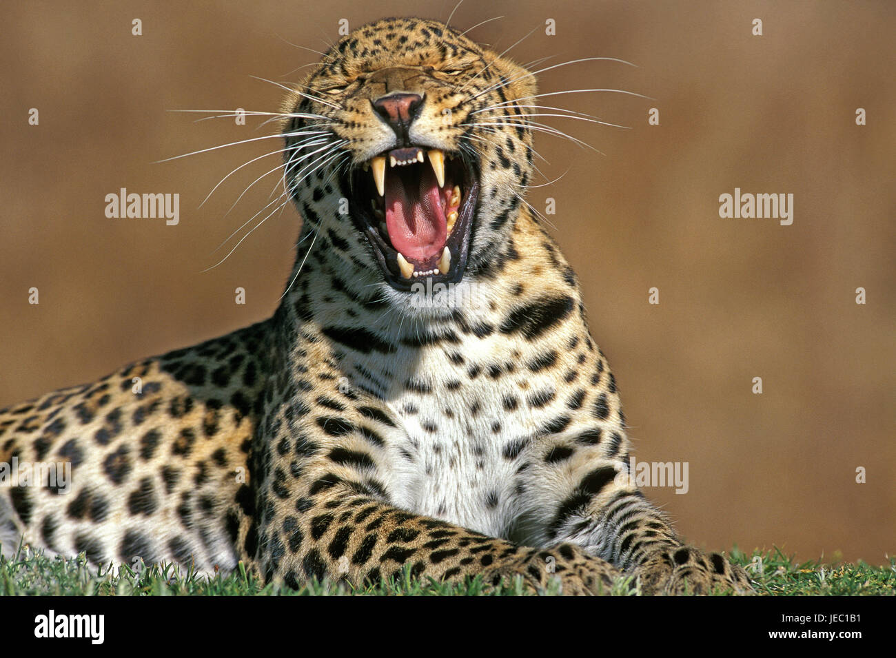 Leopard, Panthera pardus, yawns, Stock Photo