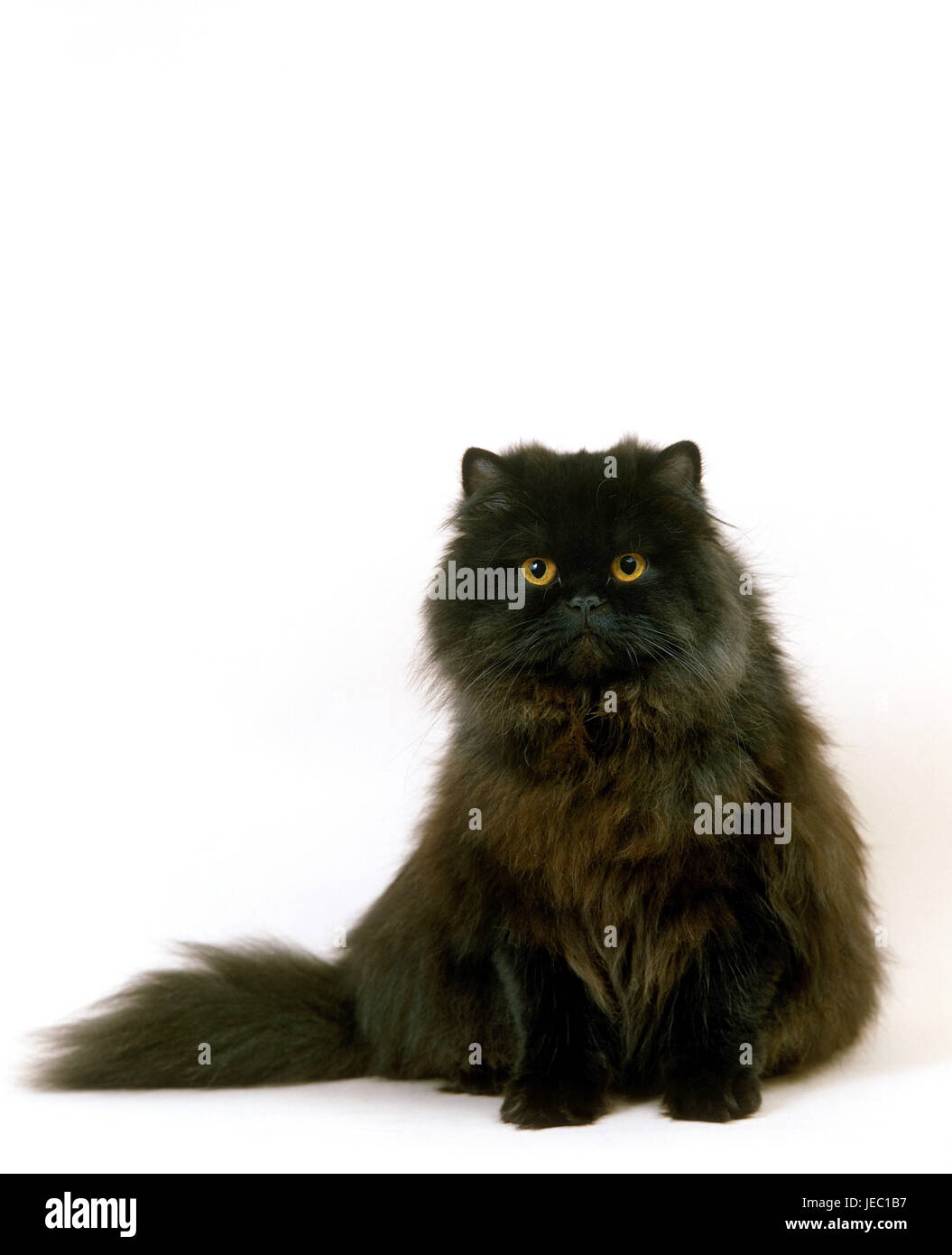 Black Persian's cat, Stock Photo