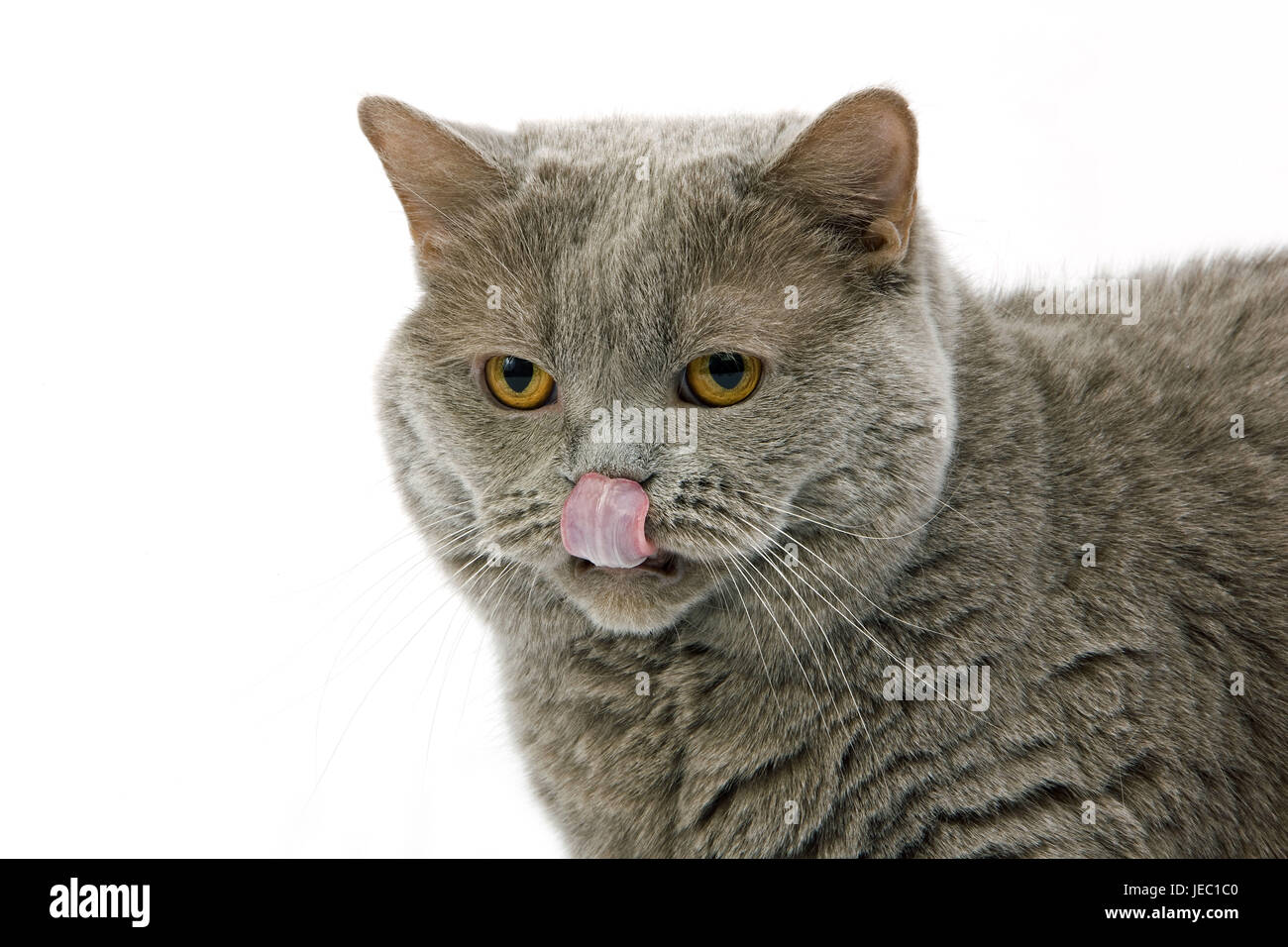 To British short hair cat her nose, close up leaks, Stock Photo