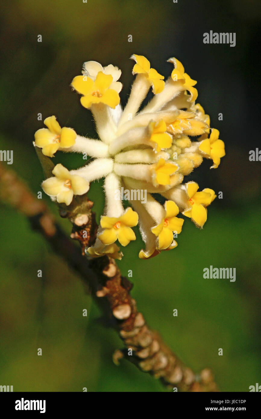 Paper shrub, Edgeworthia papyrifera, blossoms, medium close-up, Stock Photo