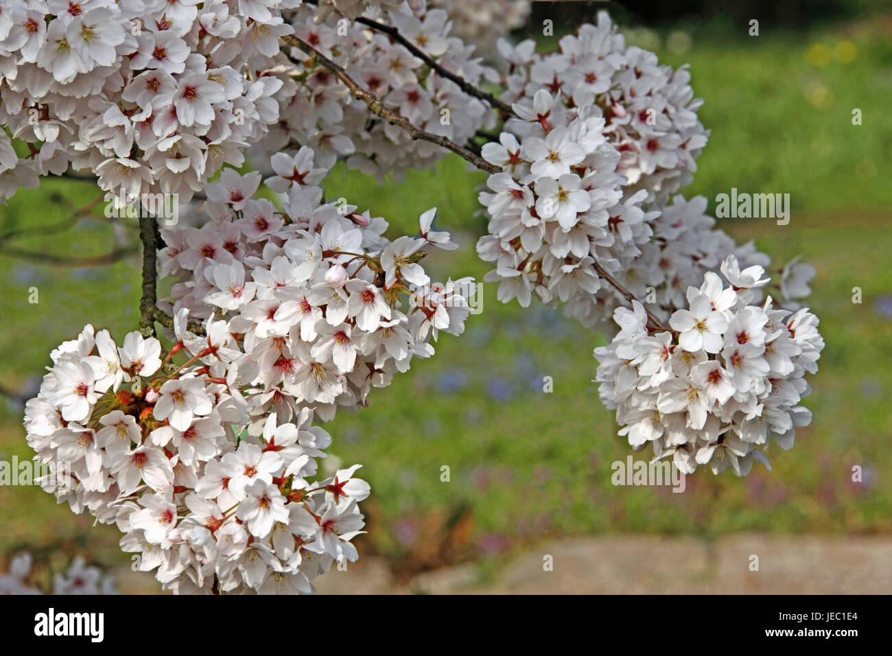 Spring, blossoming of a tree, Yoshino cherry or Tokyo cherry, Prunus x yedoensis, Rosaceae, Germany, wine home, mountain road, Stock Photo