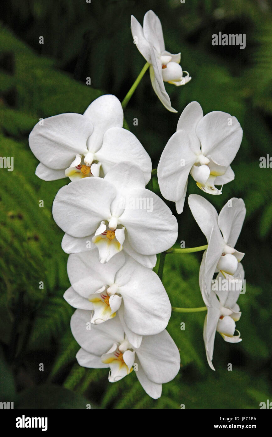Orchid, Phalaenopsis, Stock Photo