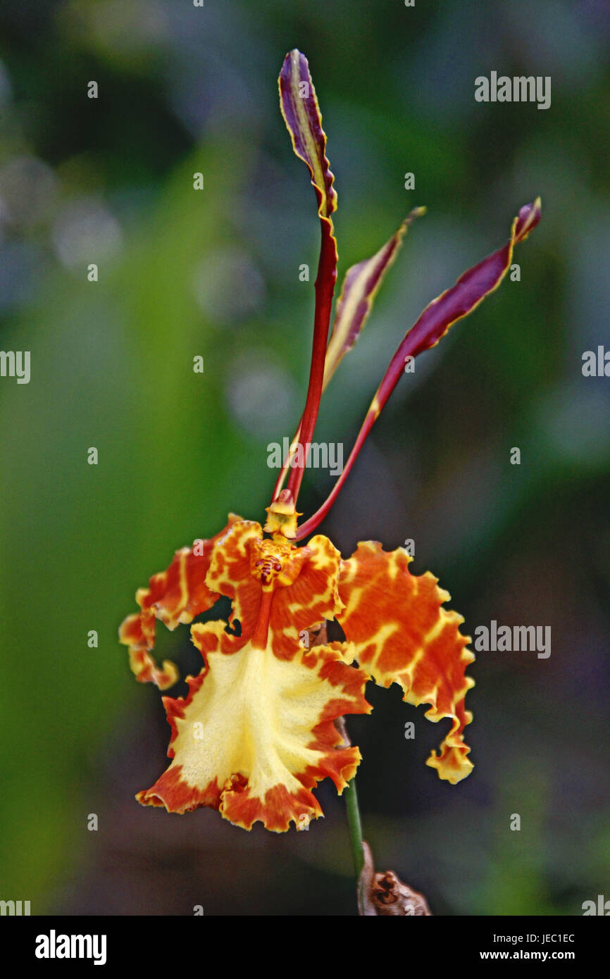 Orchid blossom, Psychopsis Mariposa 'Green Valley', Stock Photo