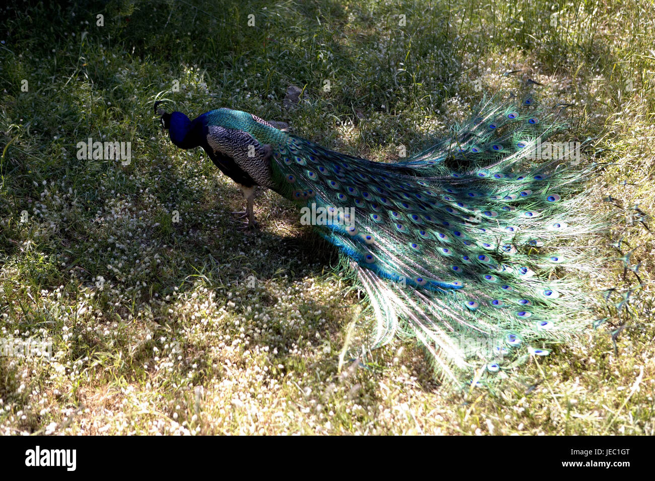 Greece, Rhodes, Filerimos, blue peacock, cloister park, cloister park, park, animal, peacock, plumage, plumage, Phasianidae, gallinaceous birds, at the side, Stock Photo
