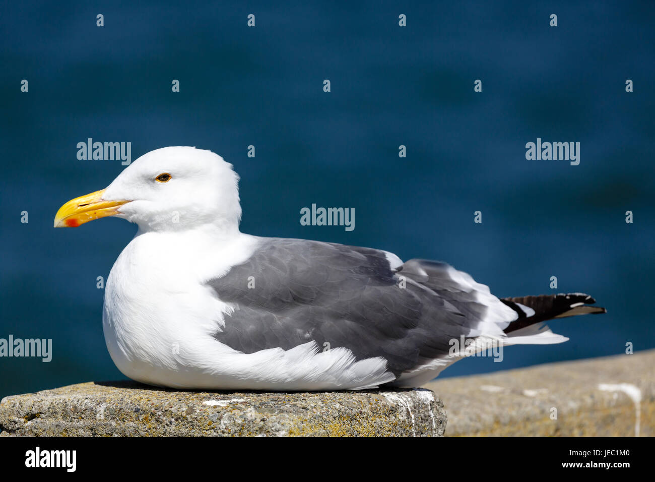 Closeup of seagull resting on concrete seawall Stock Photo