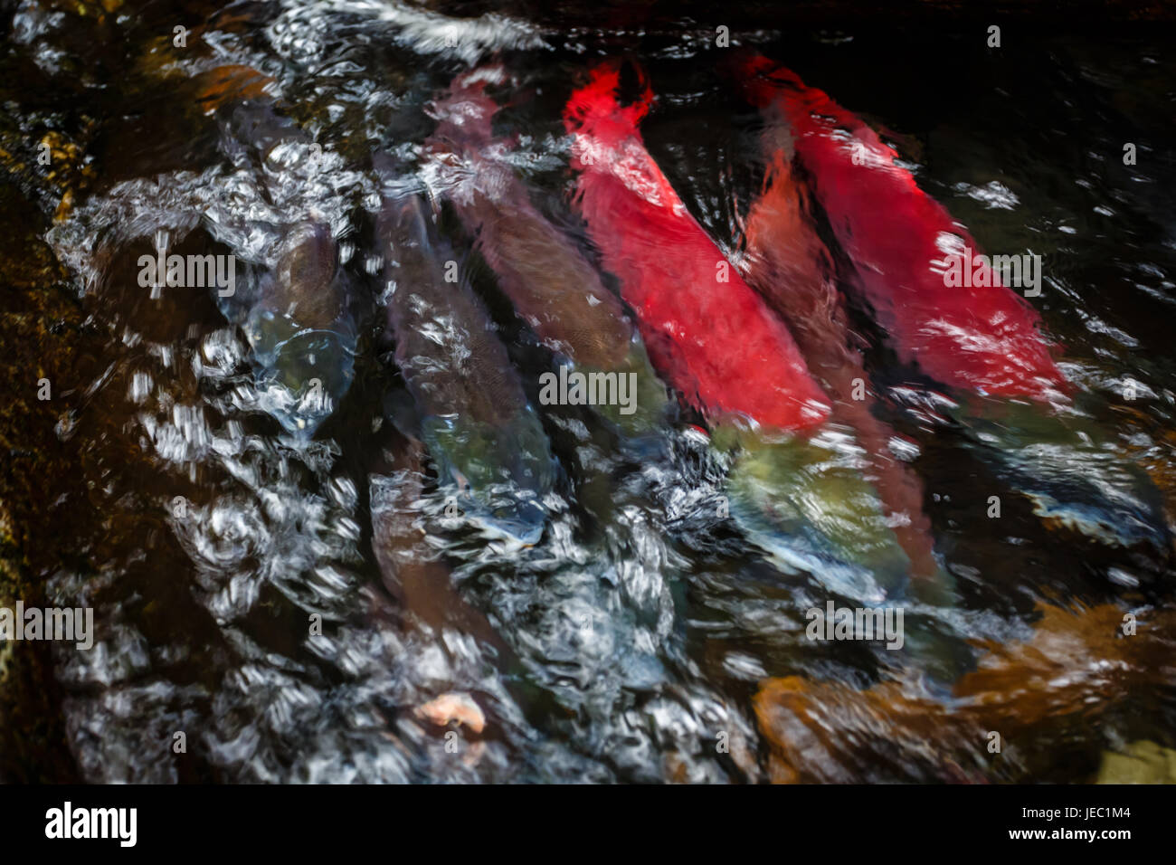 Salmon varying in size and color  crowd together fighting to get up the river to spawn Stock Photo