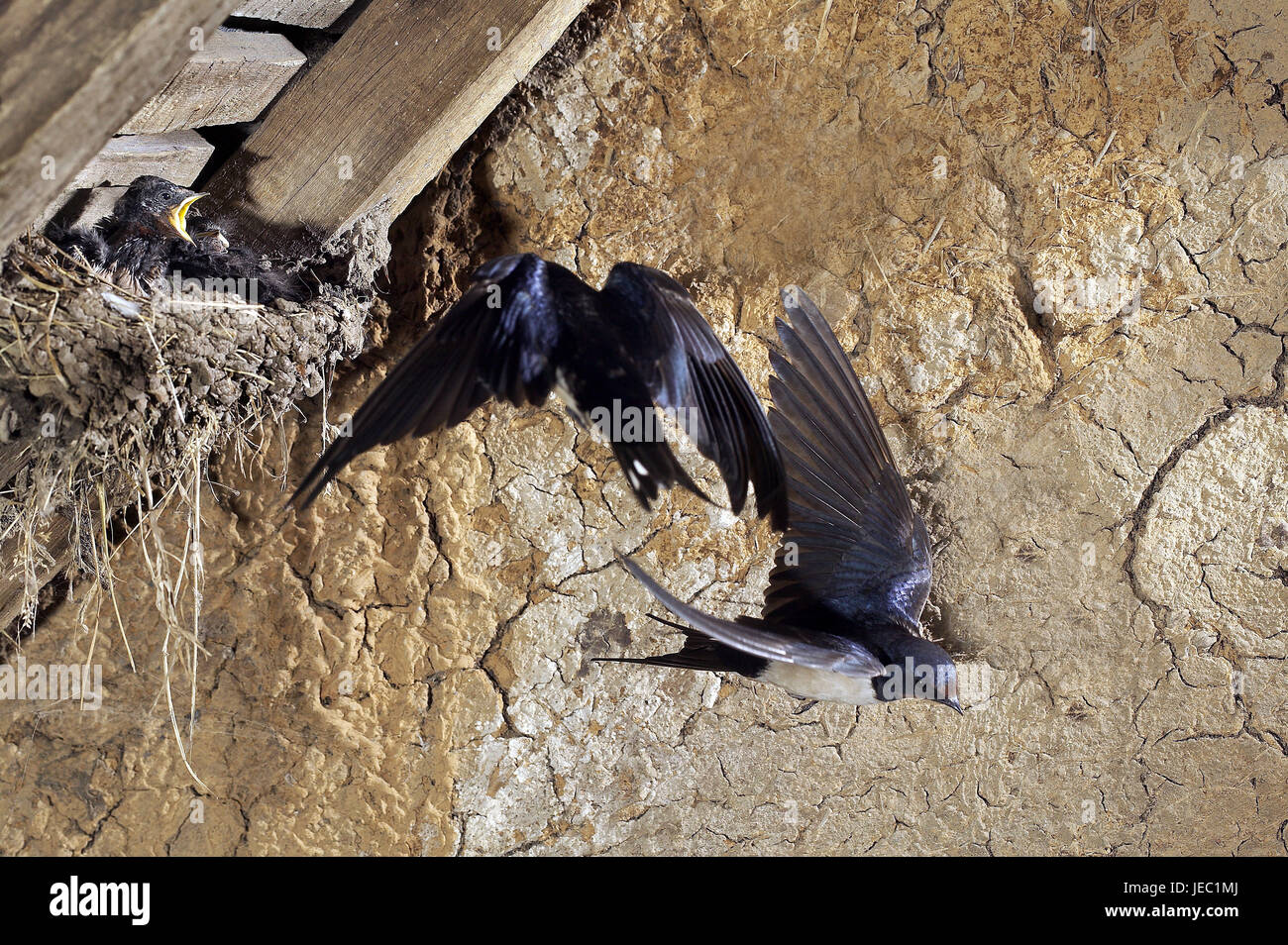 Swallows in the nest with young birds, Hirundo rustica, Stock Photo