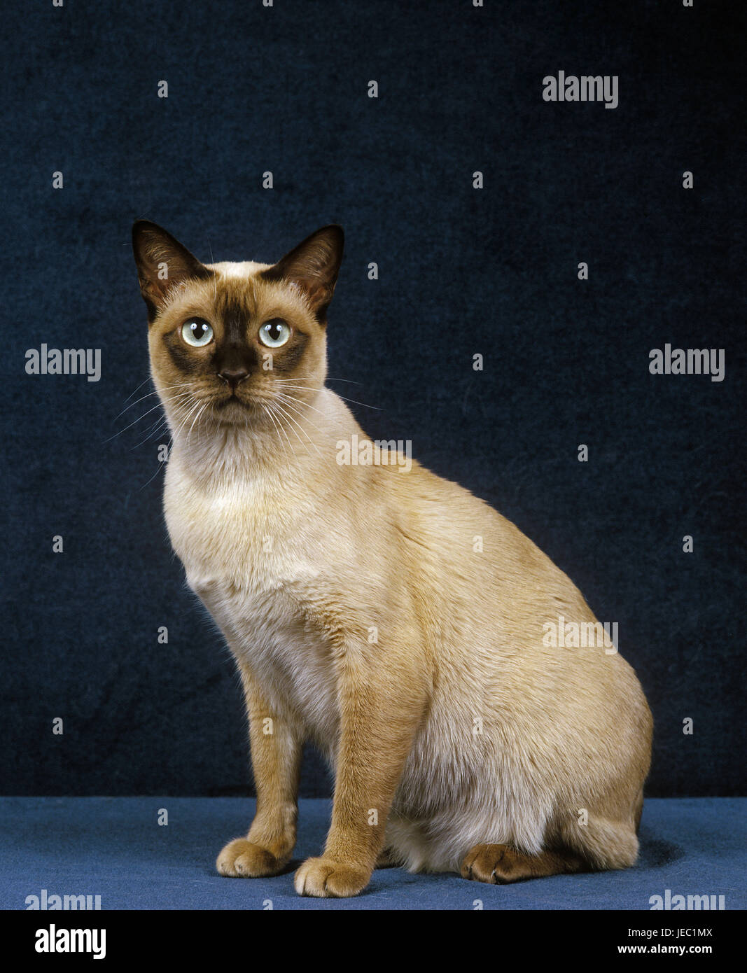 Tonkanesen cat before blue background, Stock Photo
