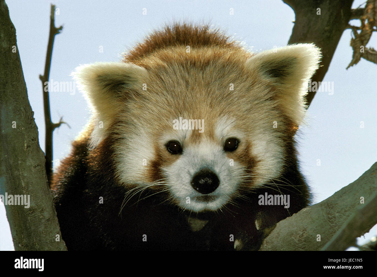 Small panda, Ailurus fulgens, portrait Stock Photo - Alamy