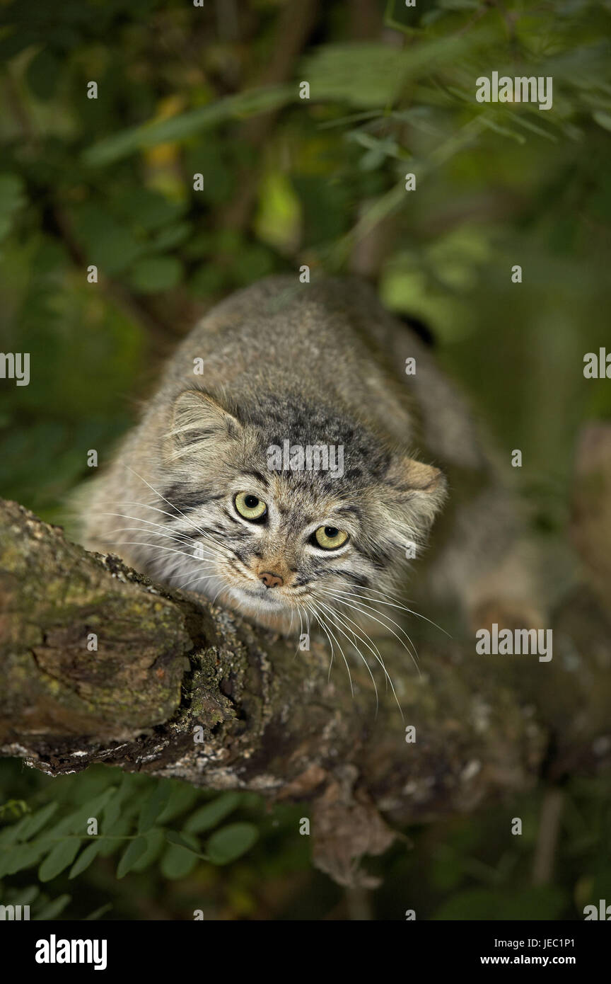 Pallaskatze on a tree, Otocolobus manul, Stock Photo