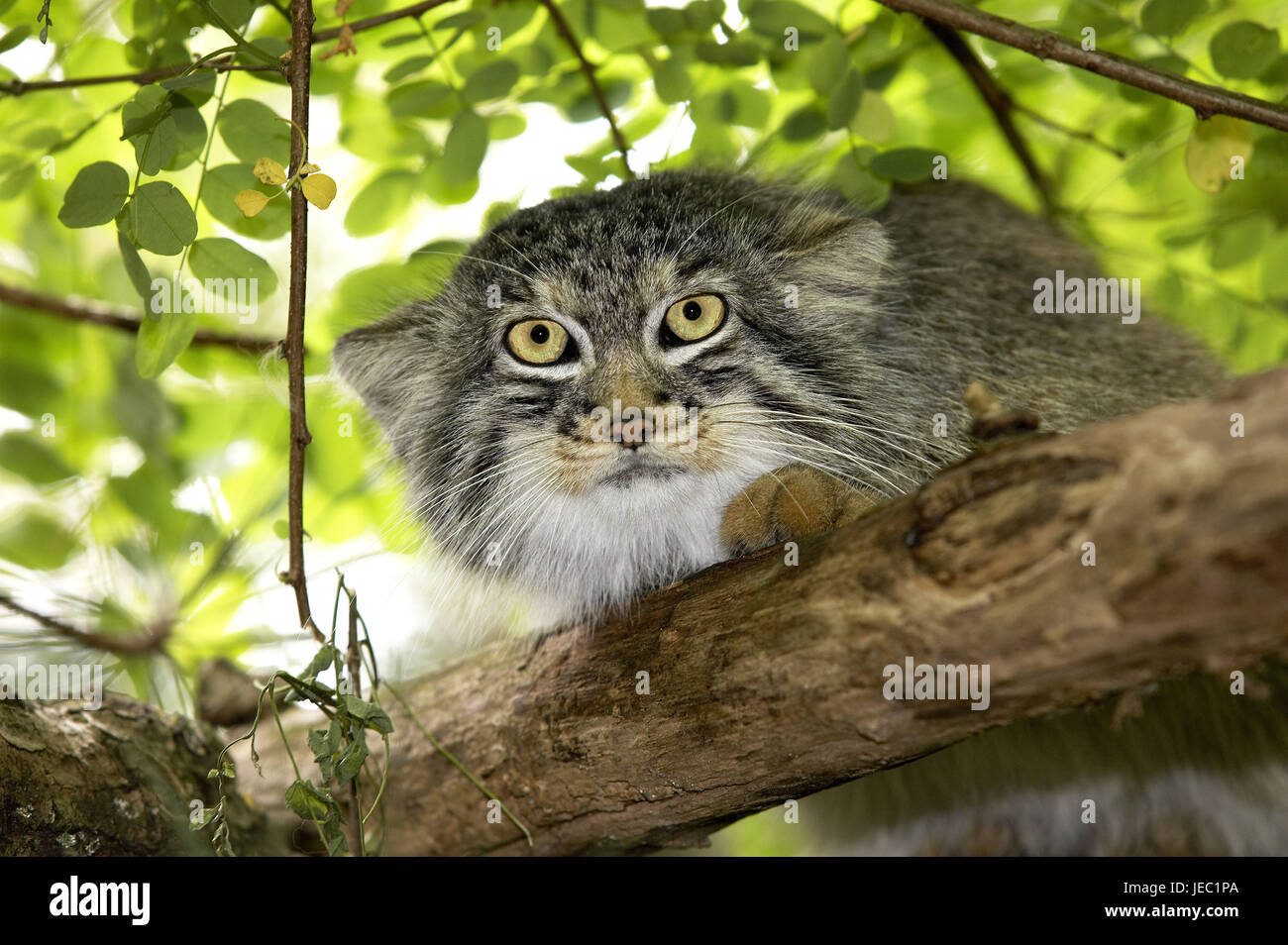 Pallaskatze on a tree, Otocolobus manul, Stock Photo