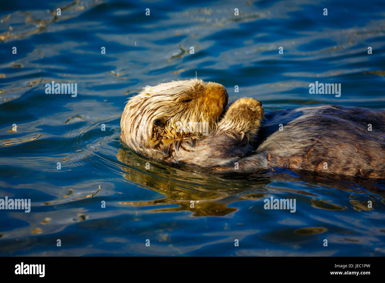 Sleeping sea otter, Enhydra lutris, floats on the blue ripples of a calm ocean Stock Photo