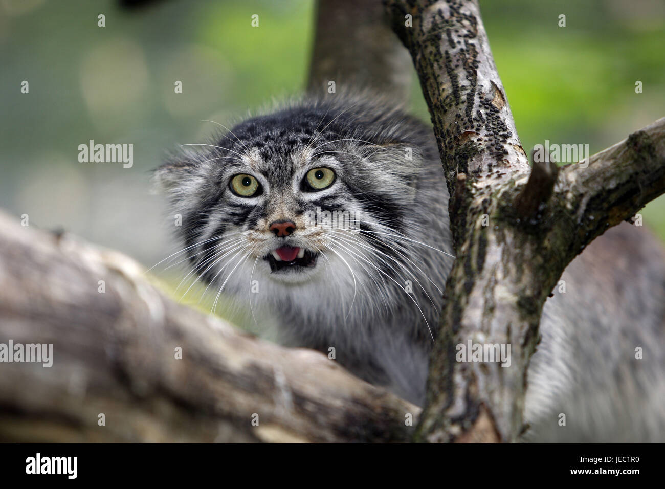 Pallaskatze on a tree, Otocolobus manul, Stock Photo