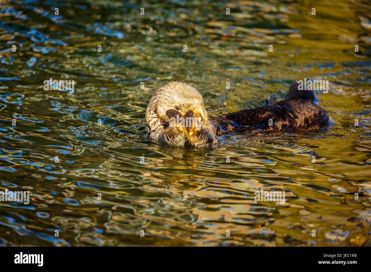 Sea otter, Enhydra lutris, grooming fur while floating in the golden light of late afternoon Stock Photo
