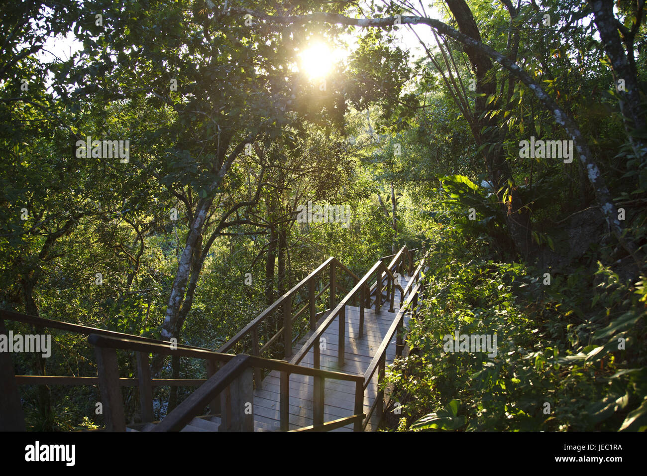 Guatemala, Tikal, rainforest, no property release, Stock Photo