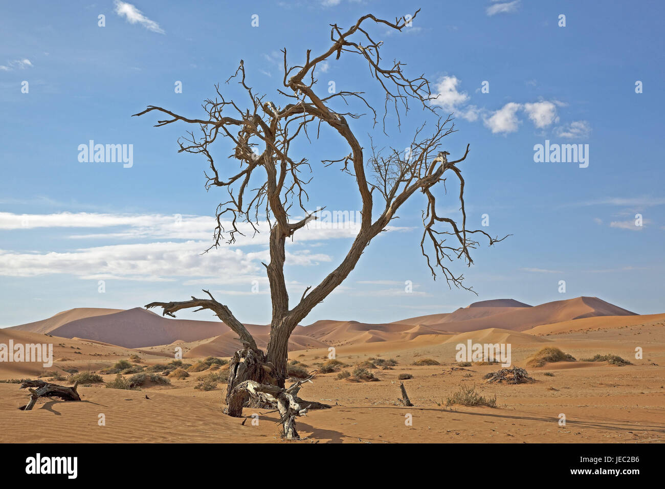 Africa, Namibia, Namib Naukluft park, dune area Sossusvlei, tree, deadly, Namib Naukluft park, desert, dunes, dry flux, dune growth, water shortage, dryness, drily, tourism, dryness, hill, Sand, icon, death, Namib Naukluft park, Stock Photo