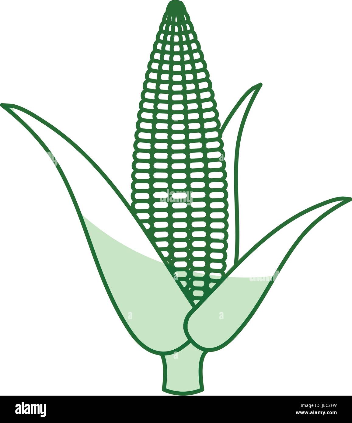 corn cob isolated icon vector illustration design Stock Vector Image ...