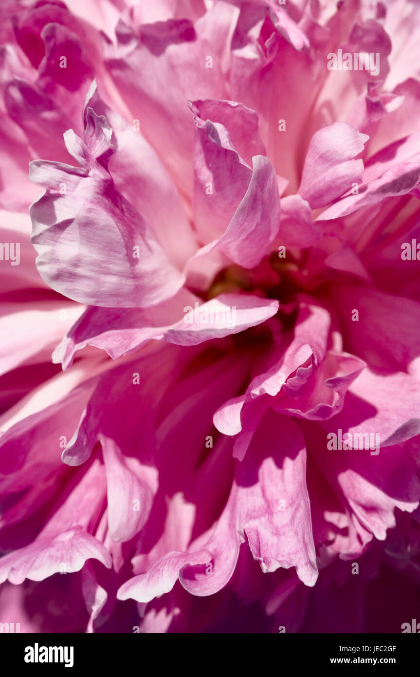 Peony, blossom, pink, medium close-up, Paeonia, flower, flower blossoms, nature, blossom, petals, Stock Photo