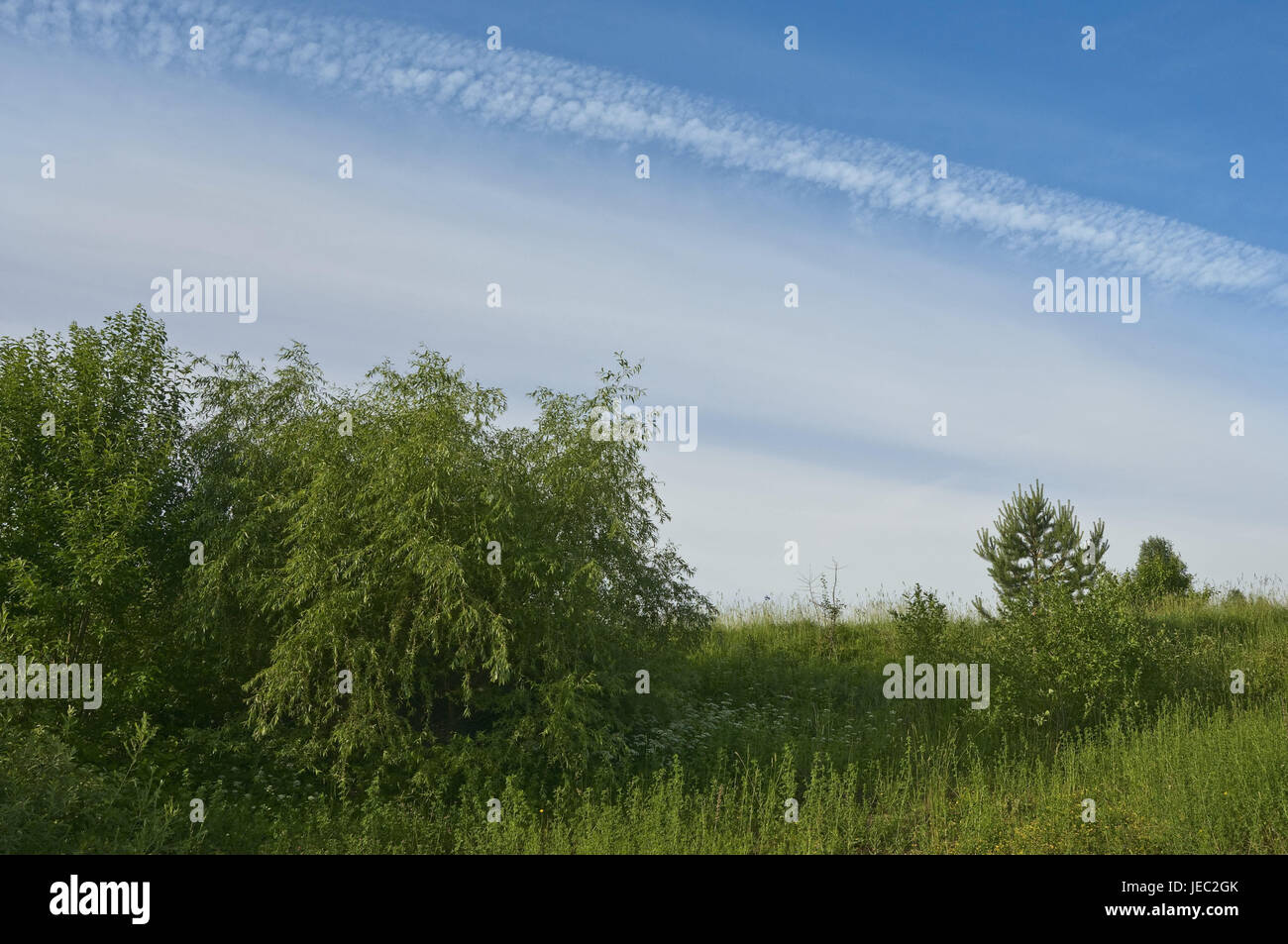 Summer tag, nature, summer, season, sky, blue, sunshine, grass, bushes, grass, tree, meadow, scenery, clouds, Stock Photo