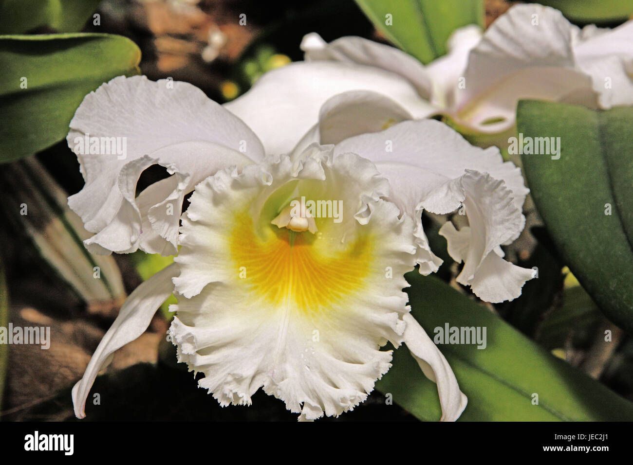 Orchid, medium close-up, Cattleya, Mainau, Lake of Constance, spring, blossom, white, orchid exhibit, orchid genus, Germany, Baden-Wurttemberg, Stock Photo