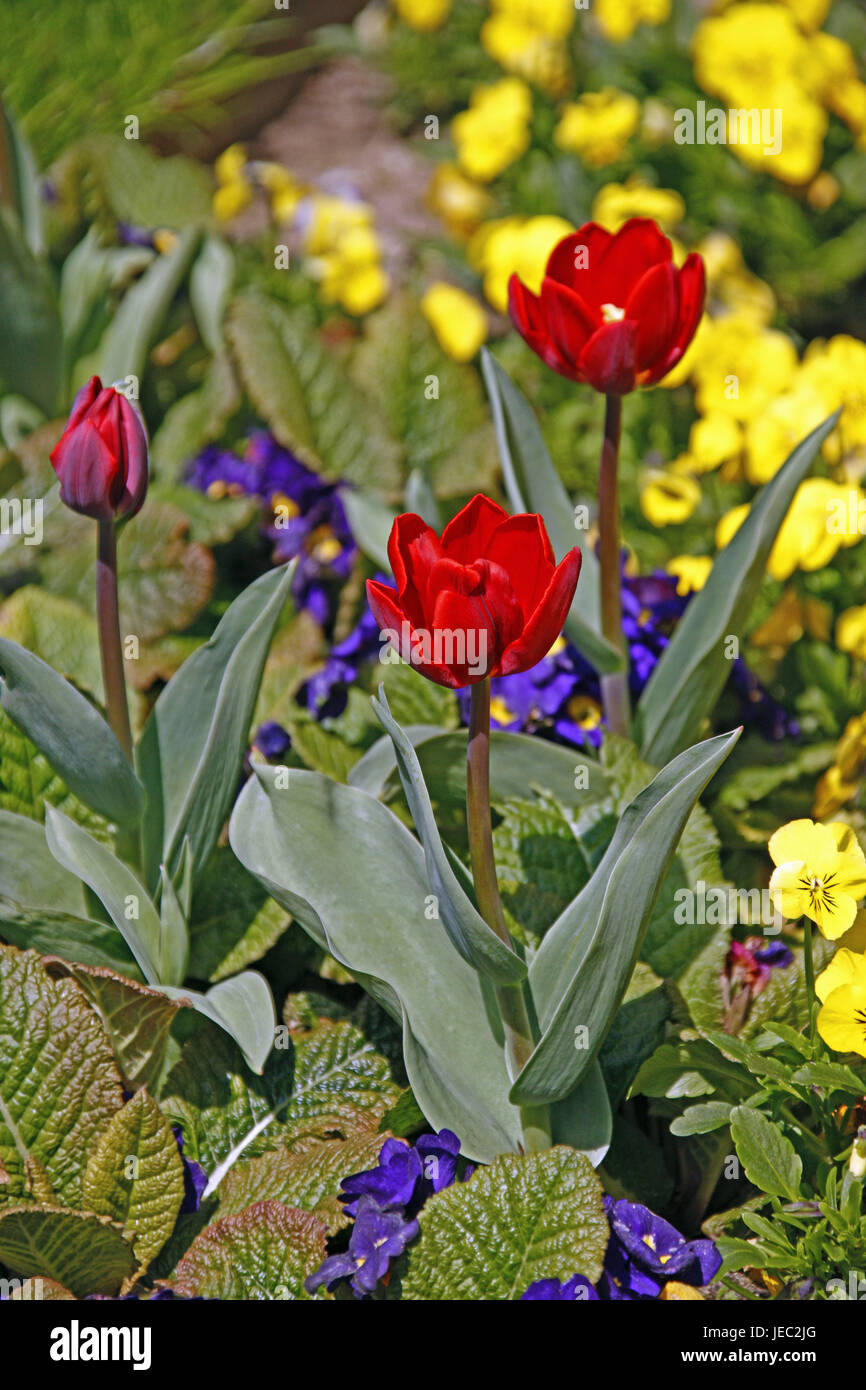 Tulips, red, blossom, spring, spring flowers, pansies, yellow, violet, Mainau, spring, season, spring flowers, tulip blossom, bulb flowers, Baden-Wurttemberg, Germany, Stock Photo