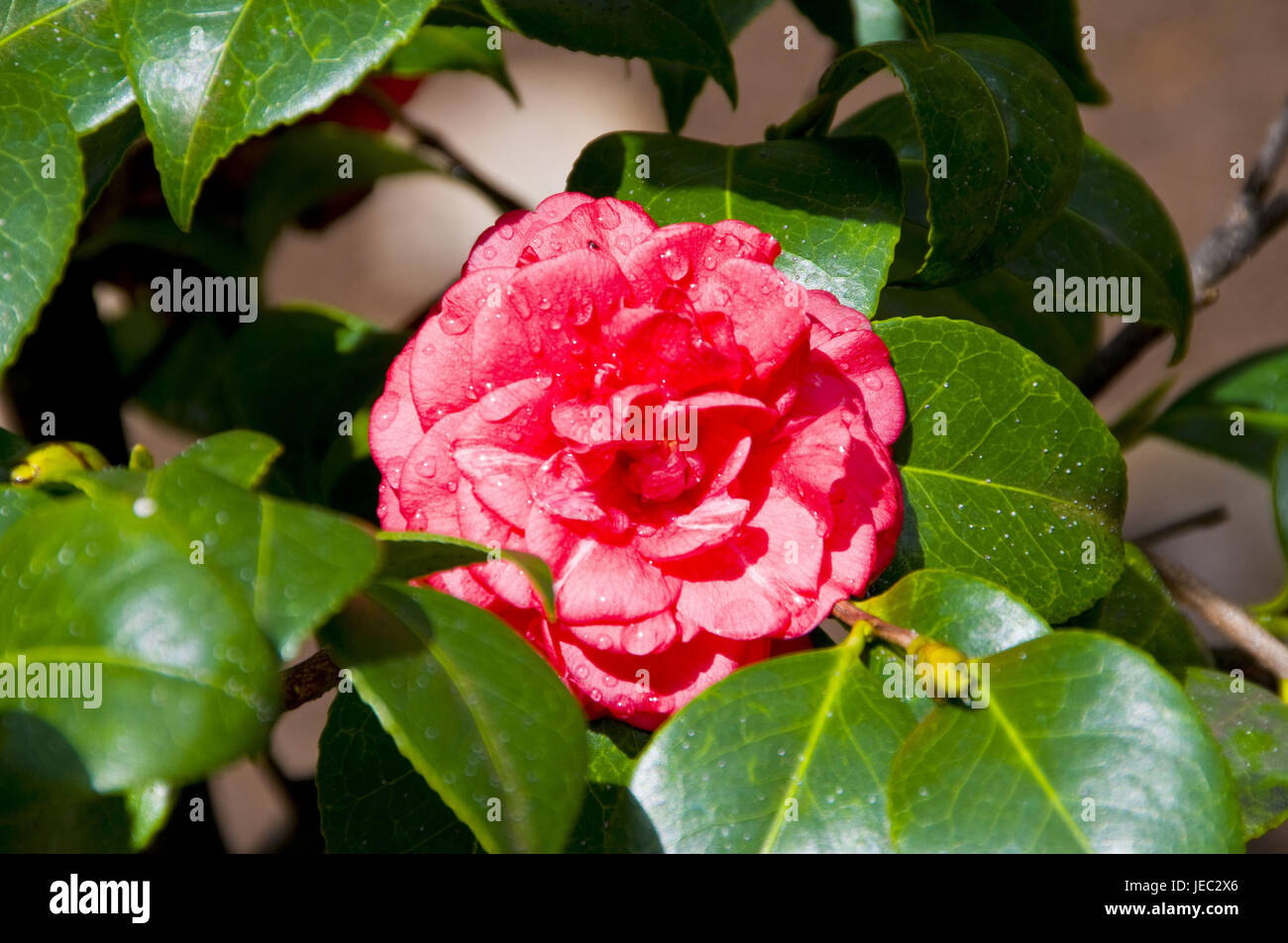 Botanical garden, flowerage on Madeira, Funchal, Portugal, Stock Photo