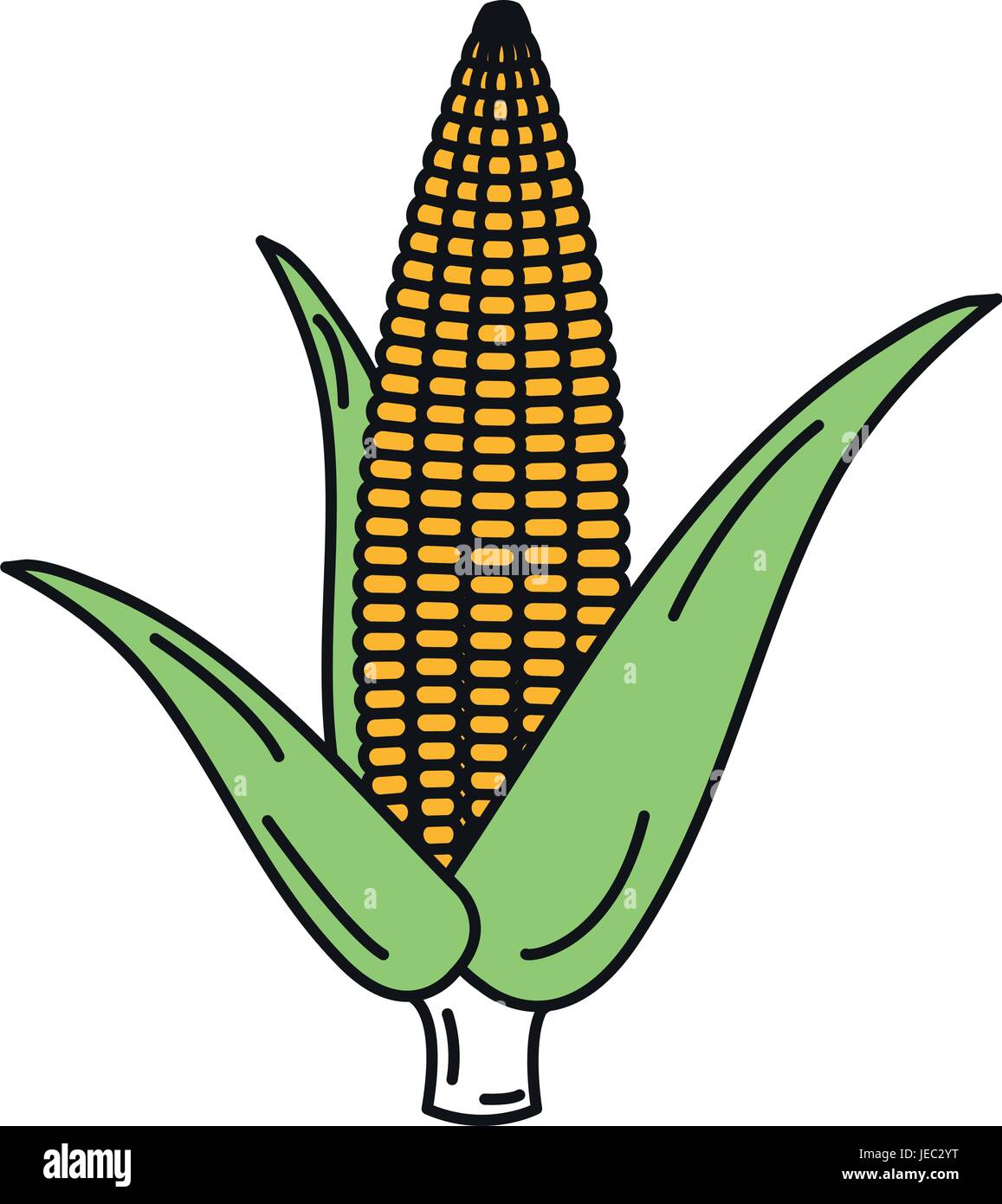corn cob isolated icon vector illustration design Stock Vector Image ...