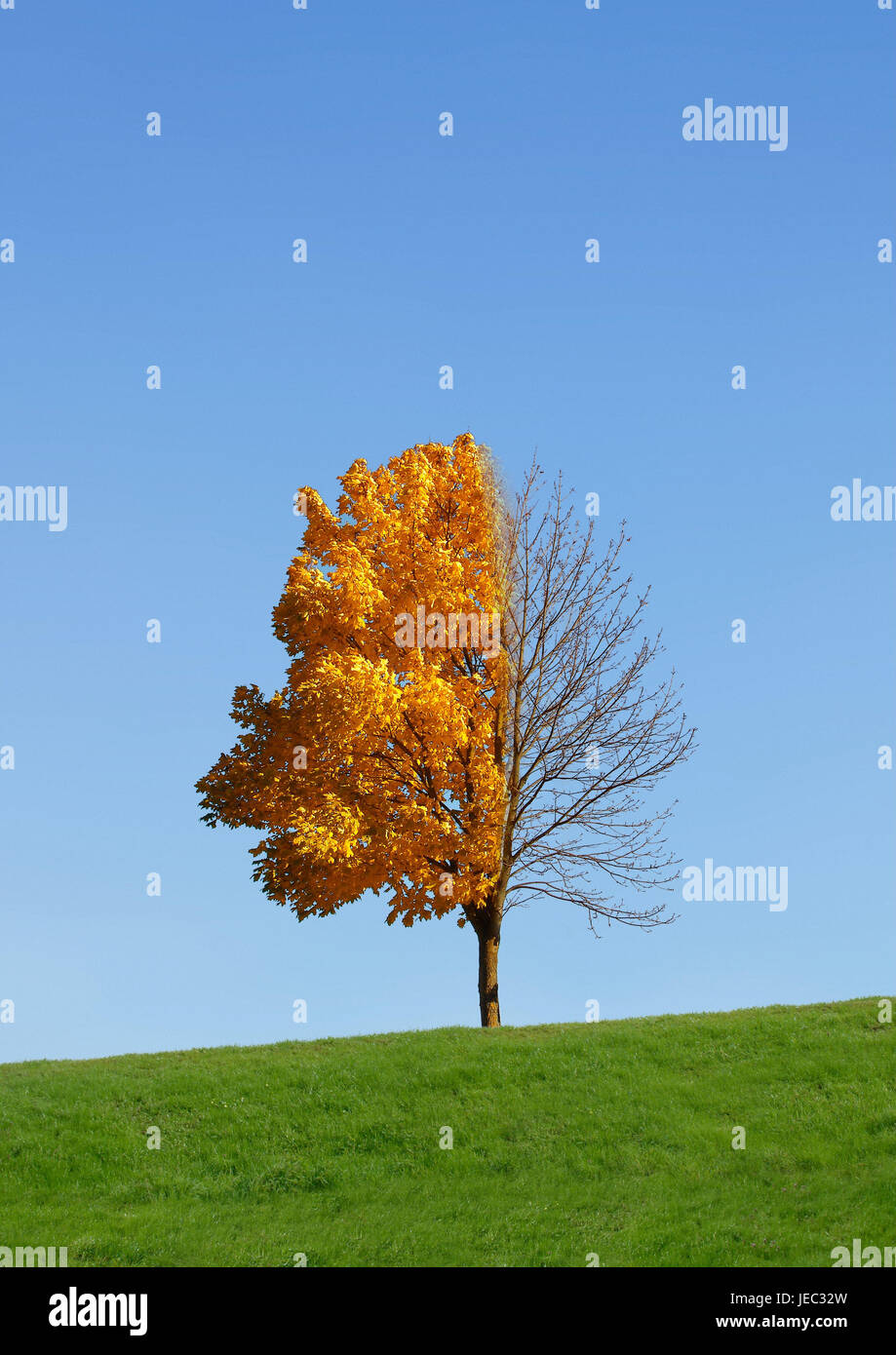 Tree, seasons, Stock Photo