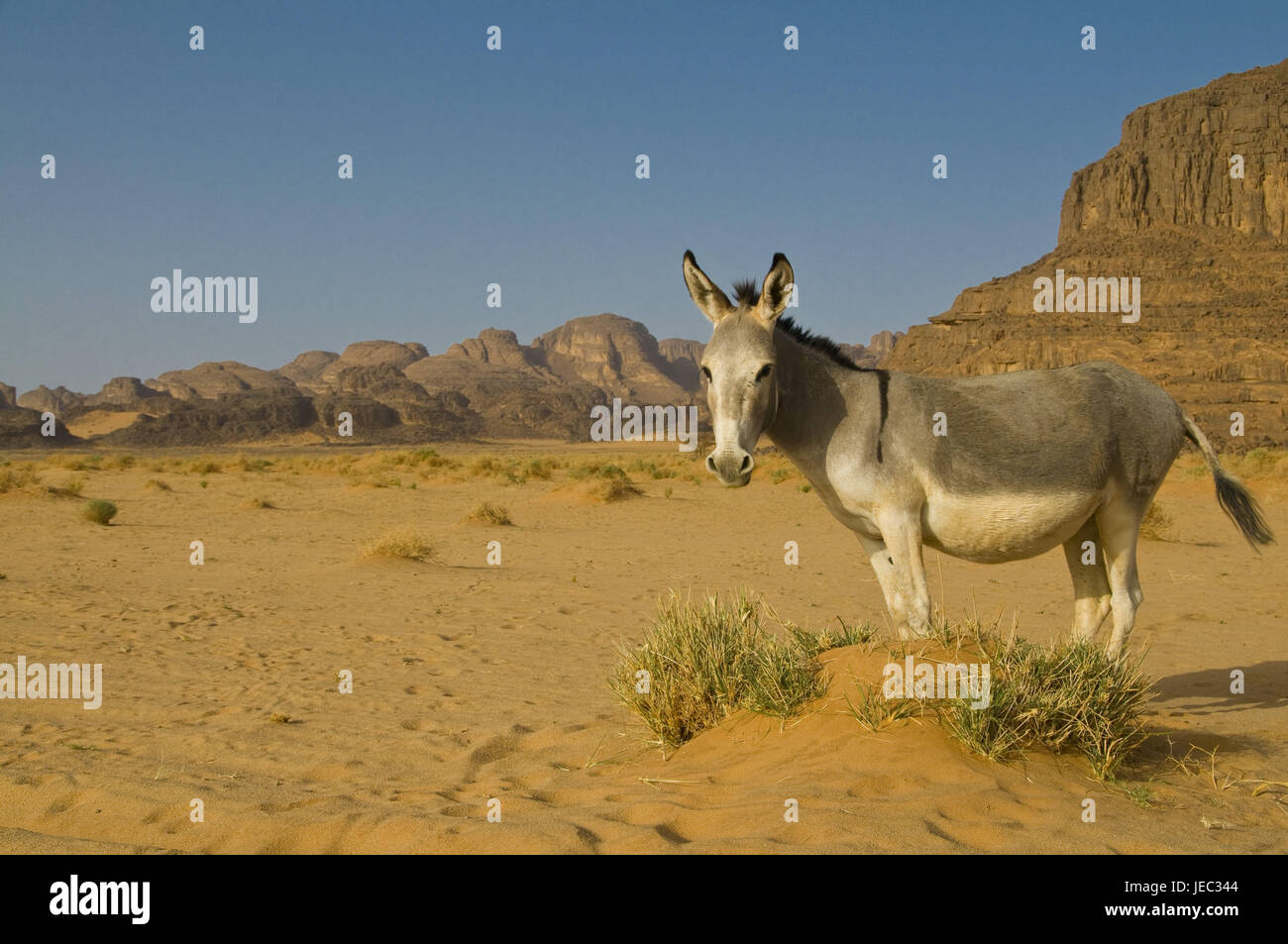 Donkey in the desert of Tasset, Algeria, Africa, Stock Photo