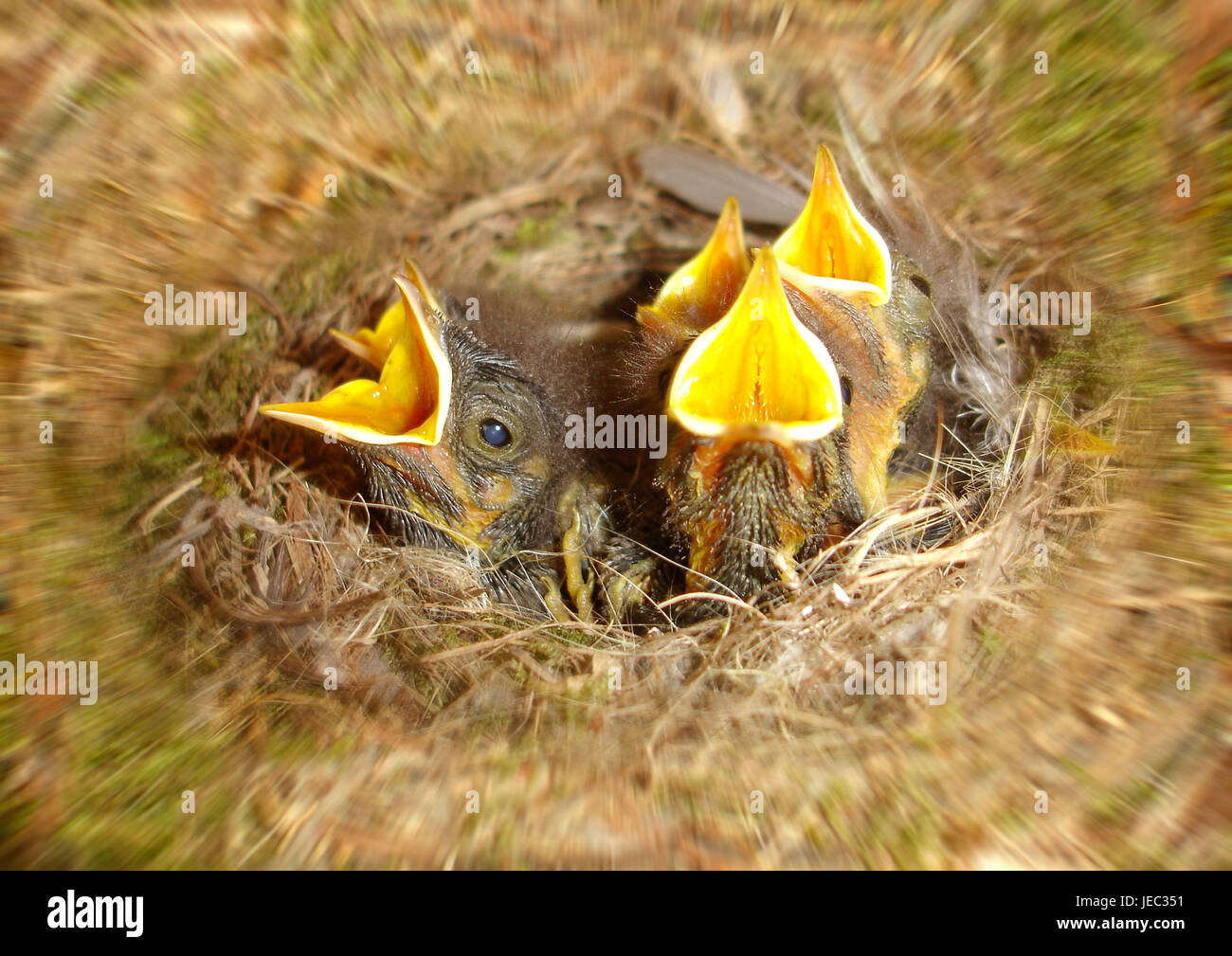 Young birds in the nest, Stock Photo