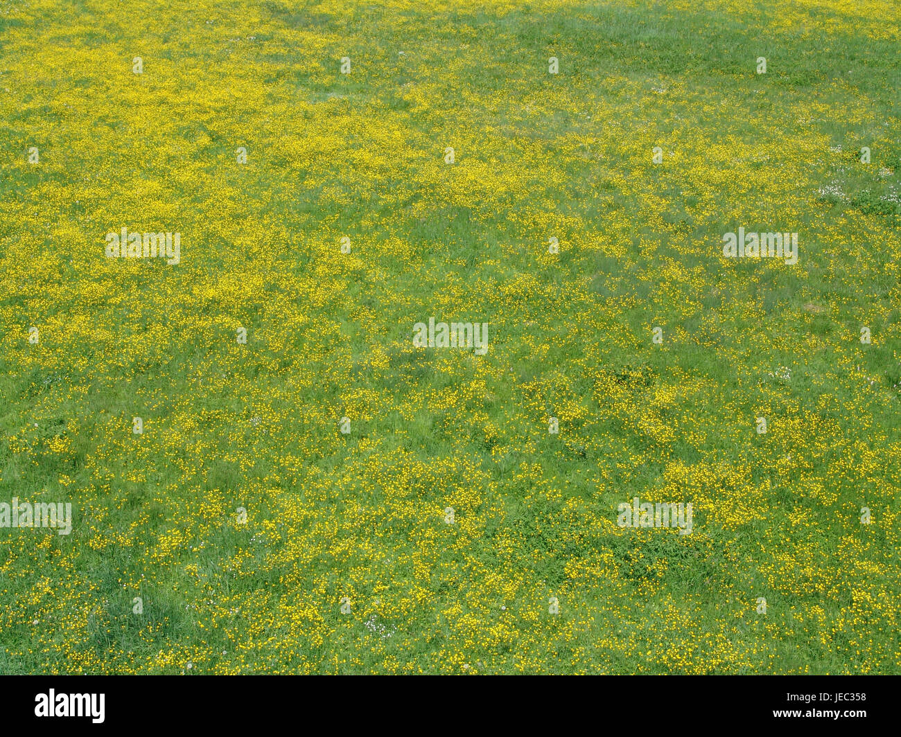 Flower meadow with bath Kohlgrub in the Ammergauer alps, Stock Photo