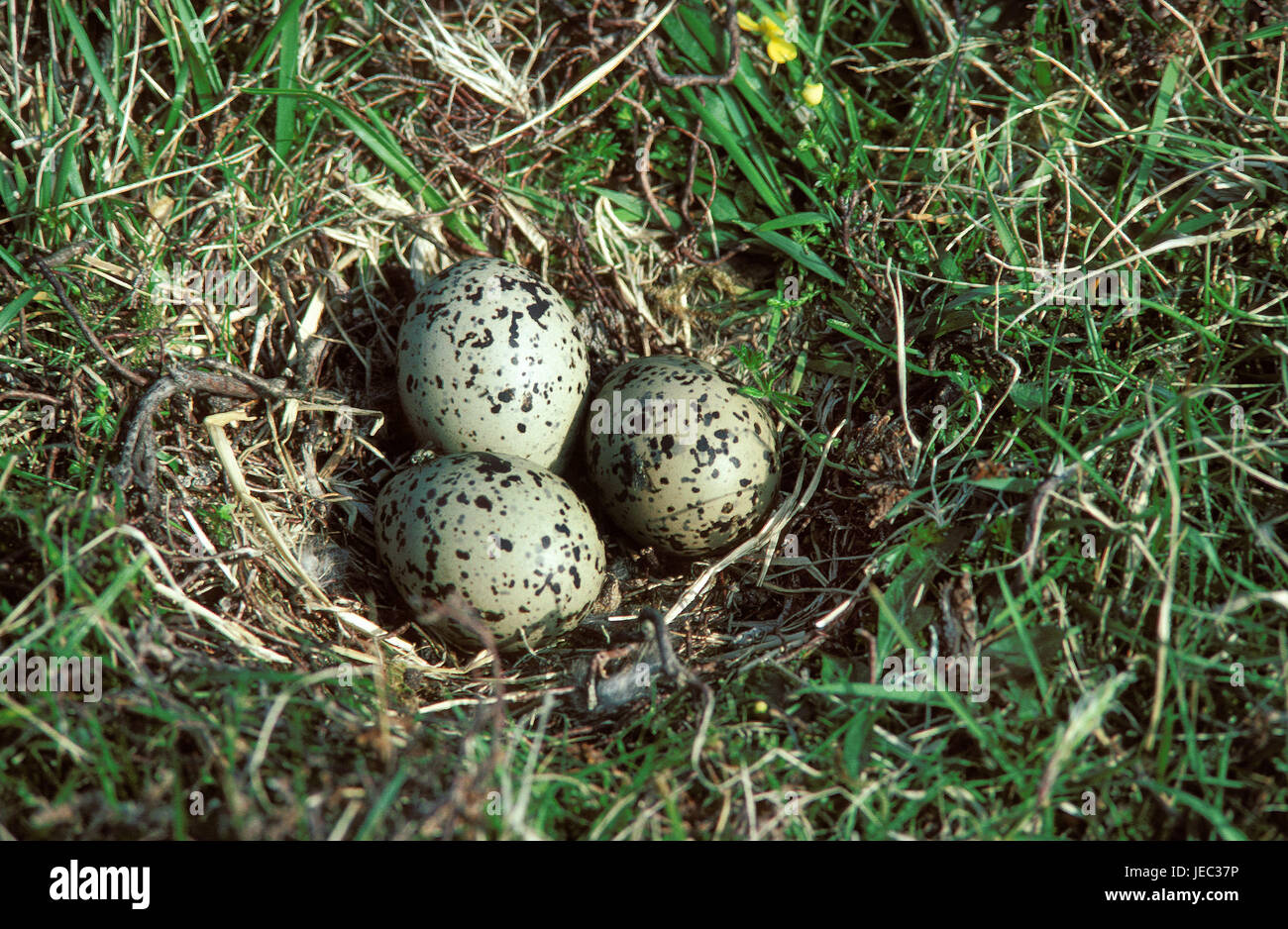 Oystercatcher, Haematopus ostralegus, eggs of the oystercatcher in the nest, Stock Photo