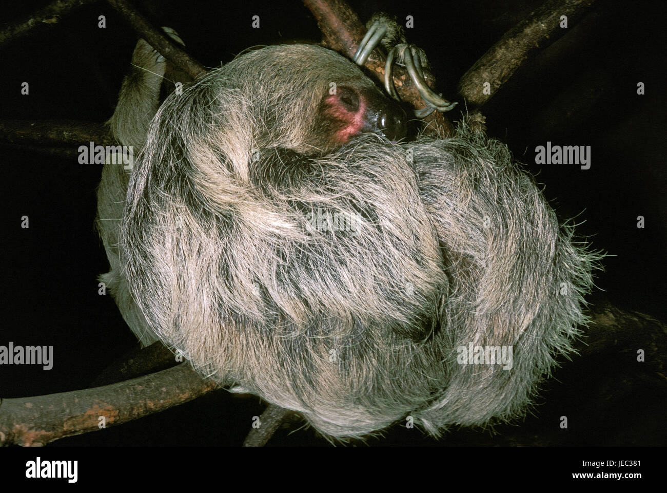 Weisskehl sloth, Bradypus tridactylus, hangs asleep on the fork, Stock Photo