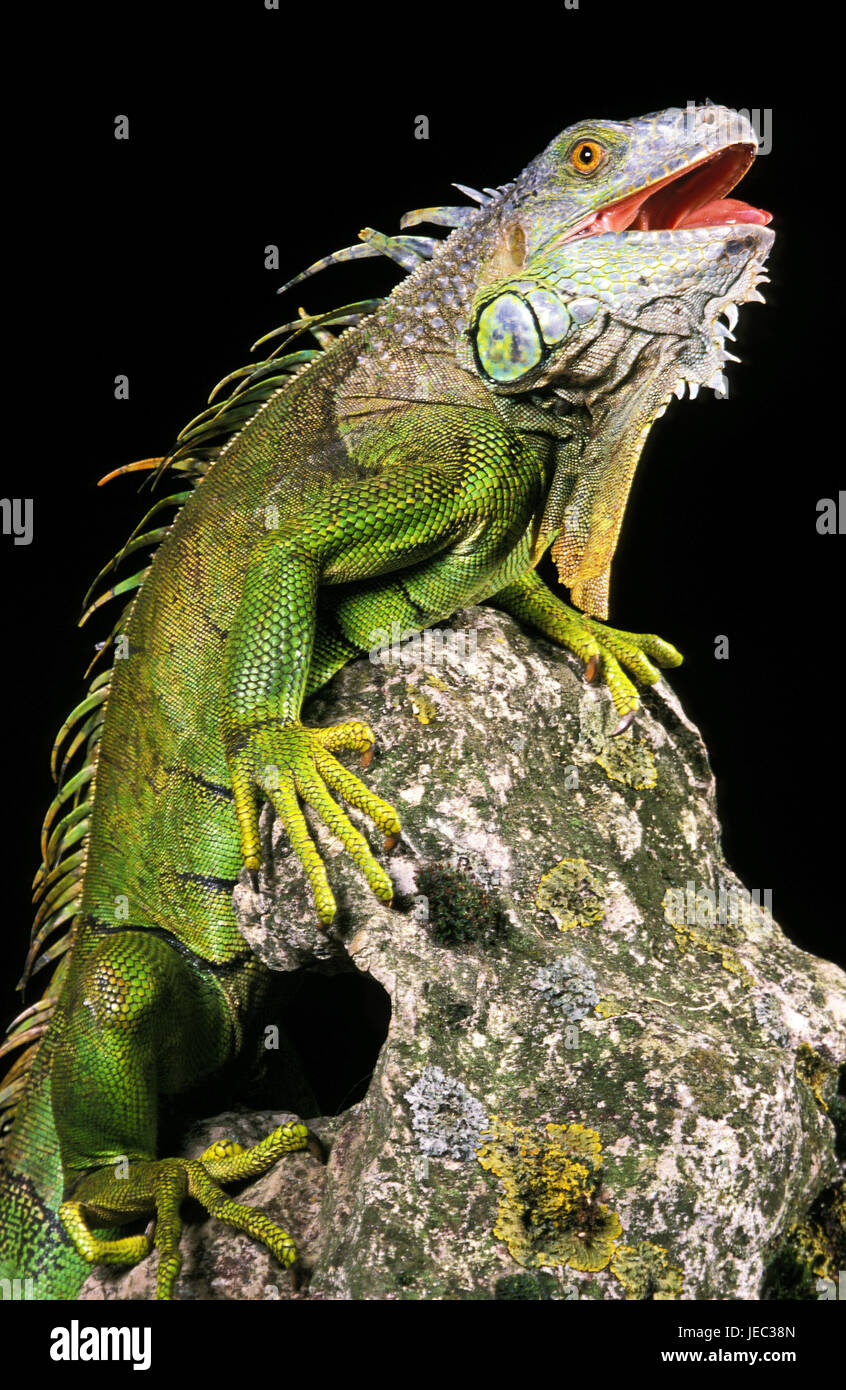 Green Leguan, Iguana iguana, batch Lianos, Venezuela, Stock Photo