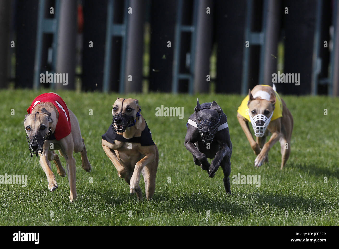 Whippet with dog race, Stock Photo