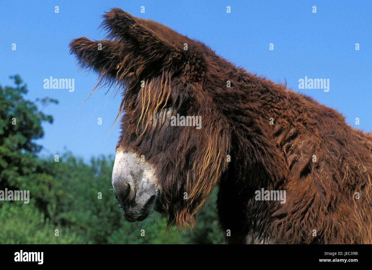 Poitou donkey, portrait, at the side, Stock Photo