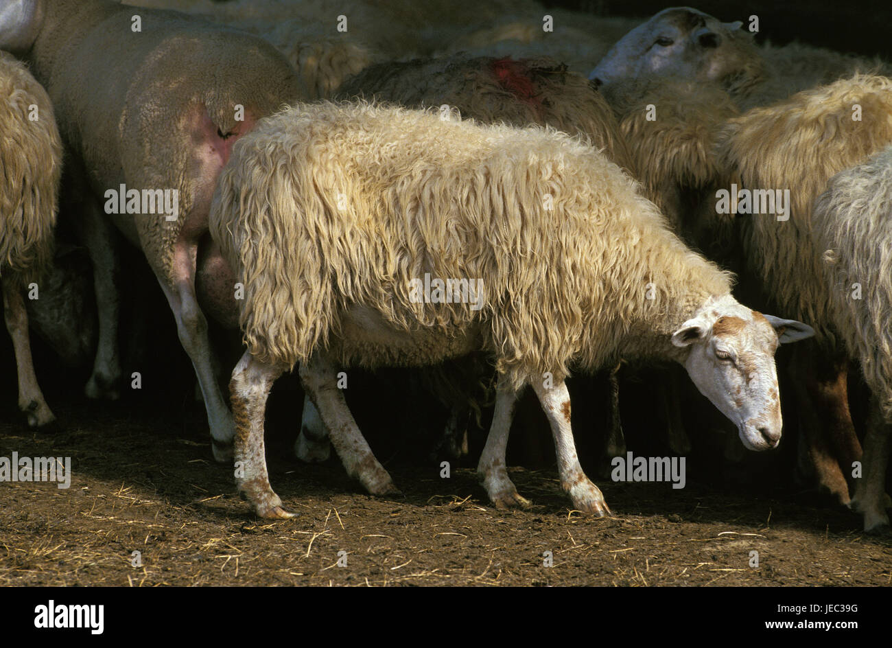 Sheep, Manech A Tete Rousse, red head-Manech, Stock Photo