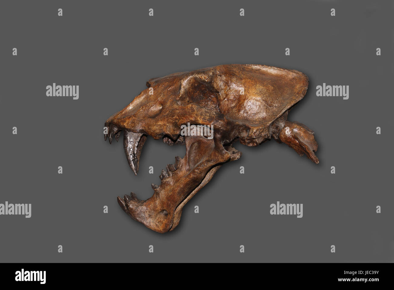 Homotherium serum, skeleton the scimitar cat in the Beringia museum of Canada, Stock Photo