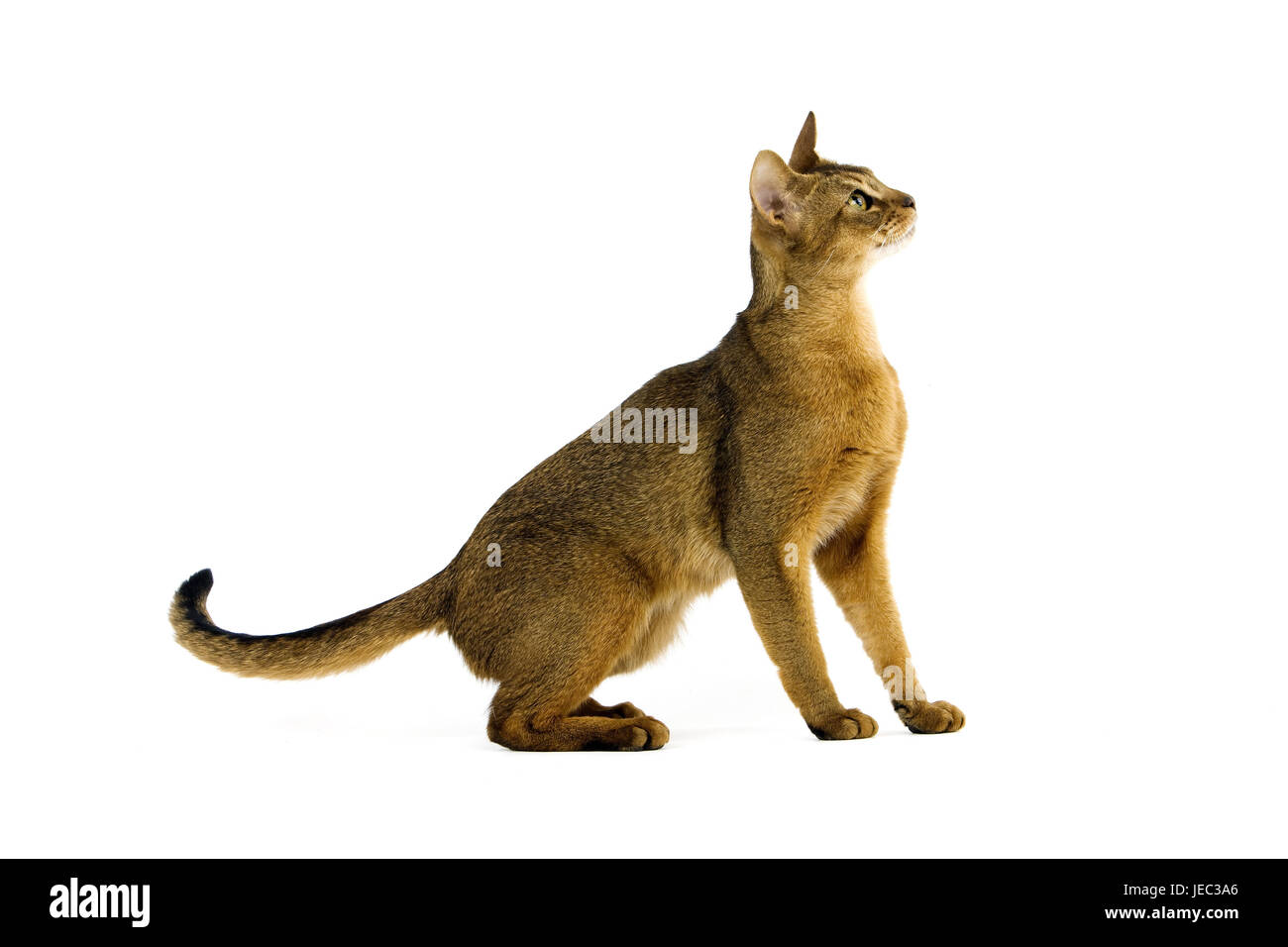 Abyssinian's cat, Stock Photo