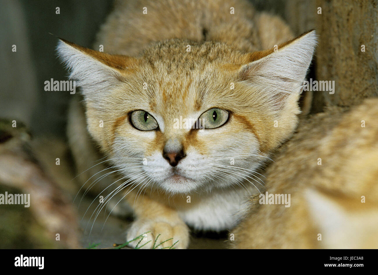 Sand cat, Felis margarita, Stock Photo