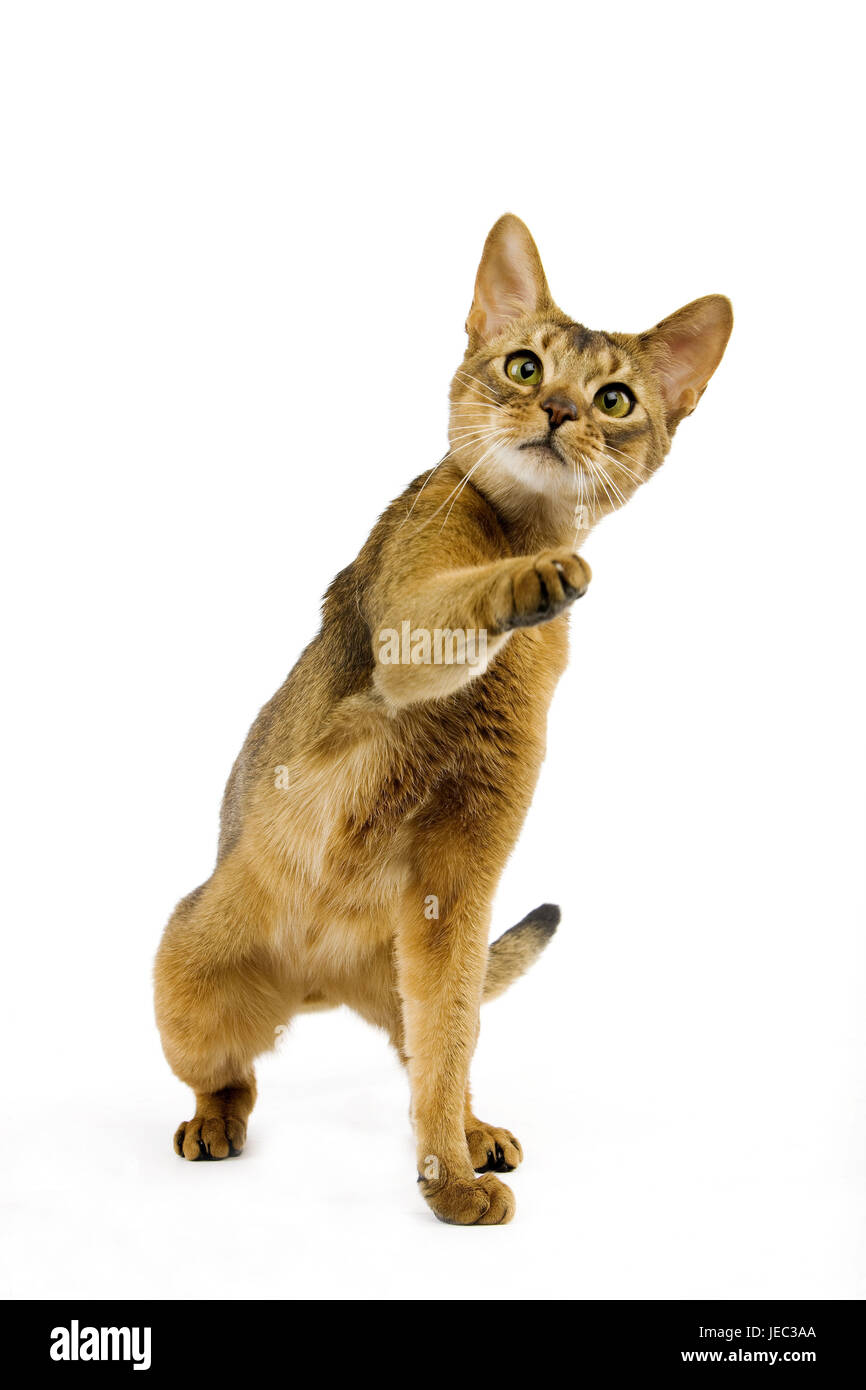 Abyssinian's cat plays, Stock Photo