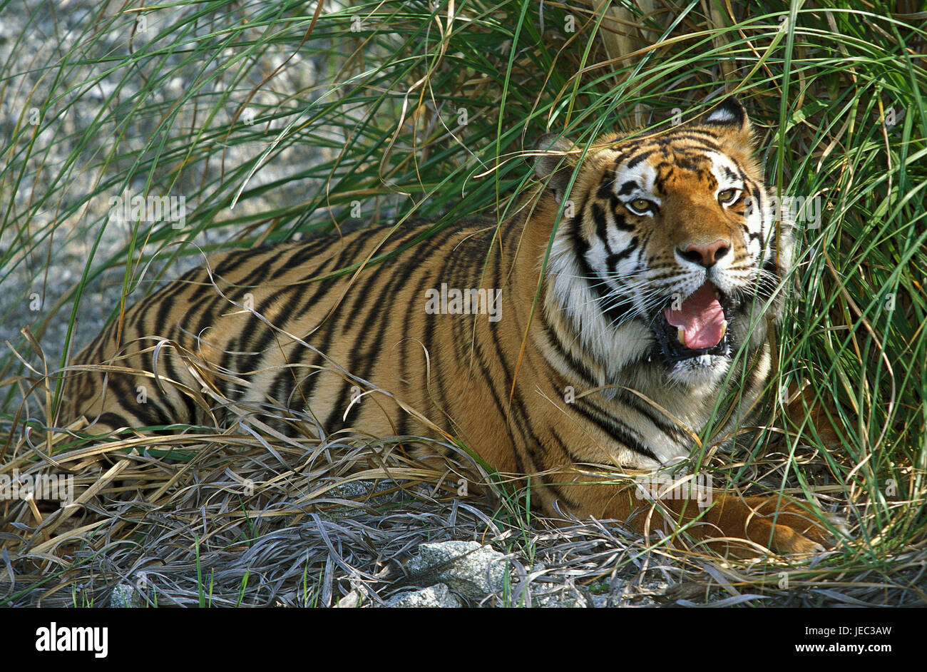 Siberian tiger, Panthera tigris altaica, Stock Photo