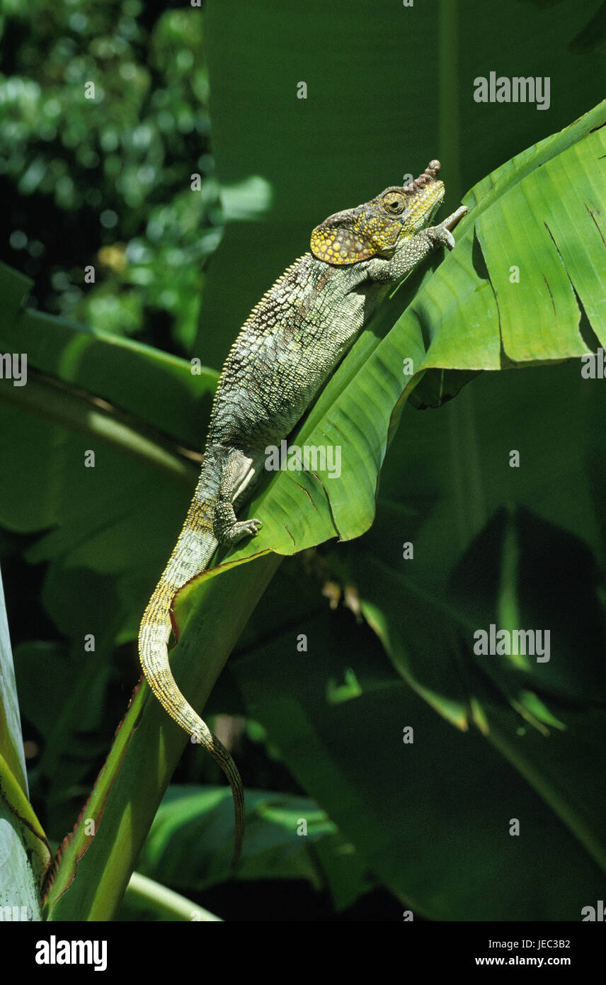 Chameleon, Chamaeleo sp., on banana leaves, Madagascar, Stock Photo