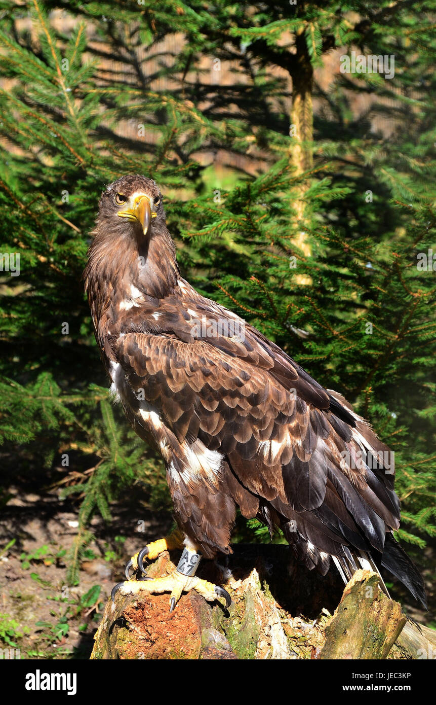 Nature reserve, sea eagle, Stock Photo