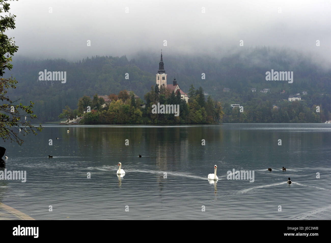 Slovenia, region of Gorenjska, Bled, Bleder lake, island with church, swans in the foreground, Stock Photo