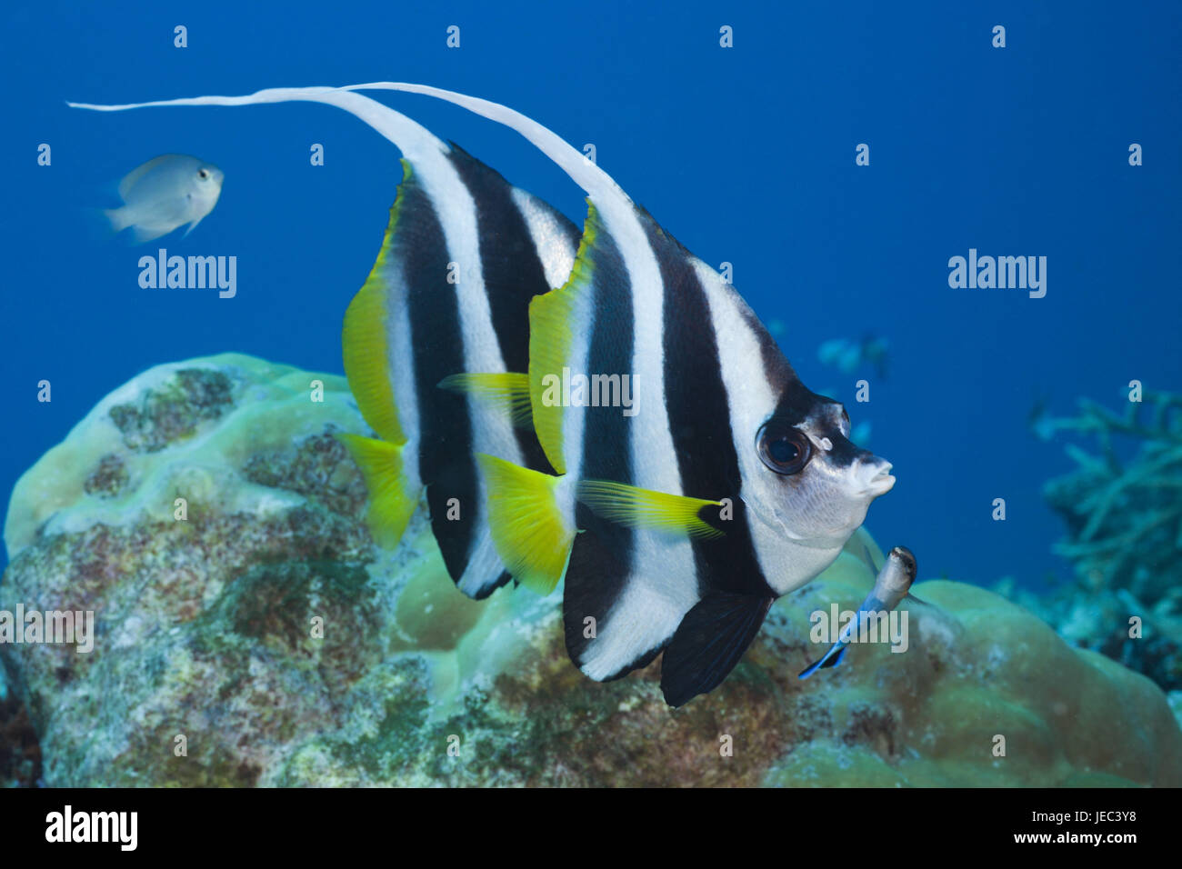 Pennant fish, Heniochus acuminatus, Namena marine park, Fiji, Stock Photo