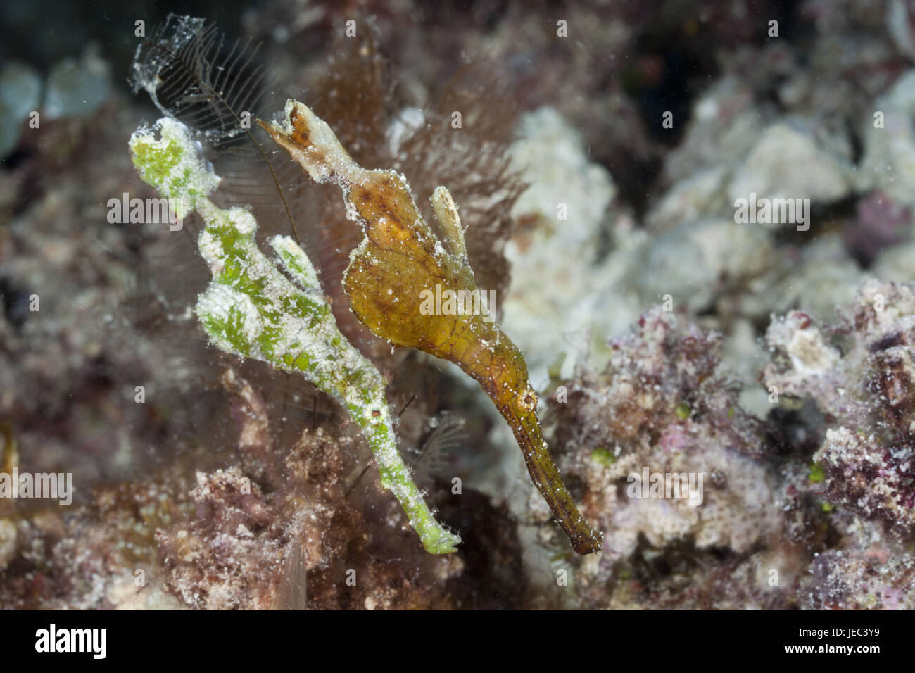 Mind whistle fish, Solenostomus halimeda, Namena marine park, Fiji, Stock Photo