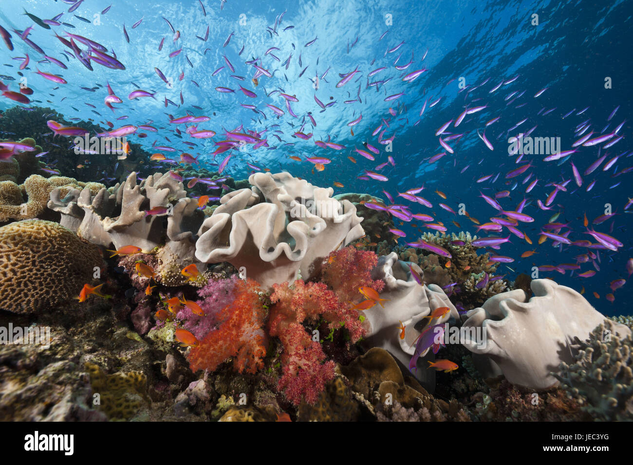 Flag perches in coral reef, Luzonichthys whitleyi, Pseudanthias squamipinnis, Makogai, Lomaviti, Fiji, Stock Photo