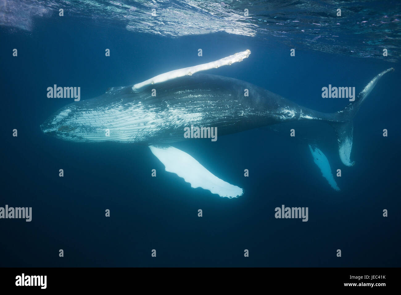 Groove whales hires stock photography and images Alamy